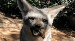 Phenke - cea mai mică vulpe